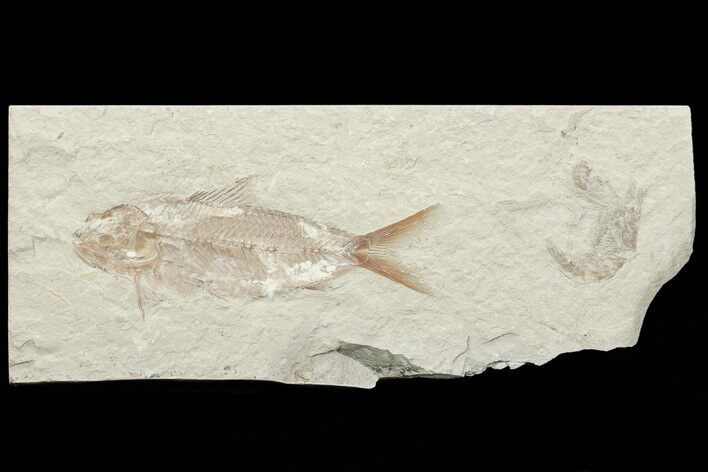 Fossil Fish (Nematonotus) & Shrimp - Lebanon #70322